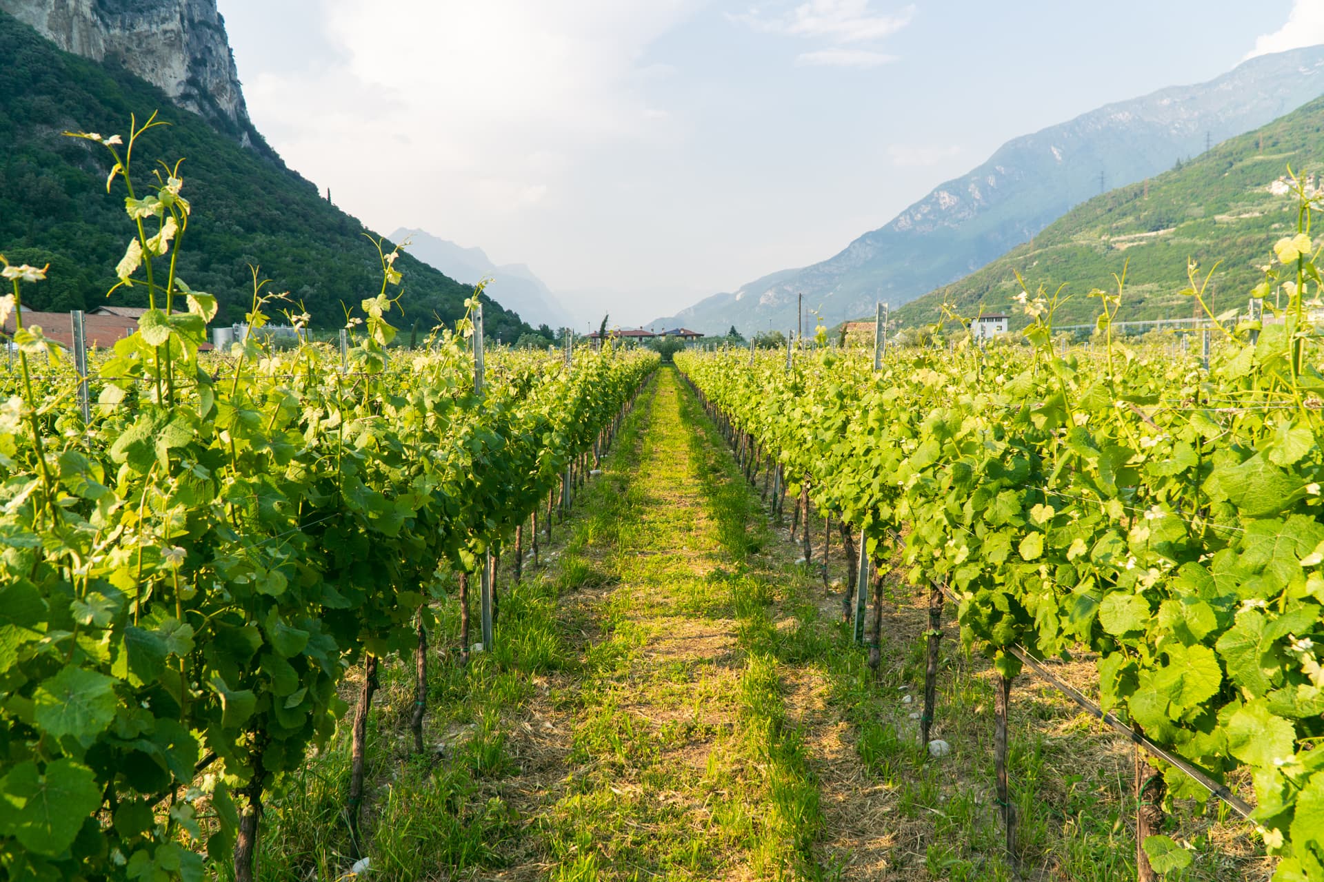 Winnice i degustacja wina nad Gardą | Co zobaczyć nad Jeziorem Garda ?