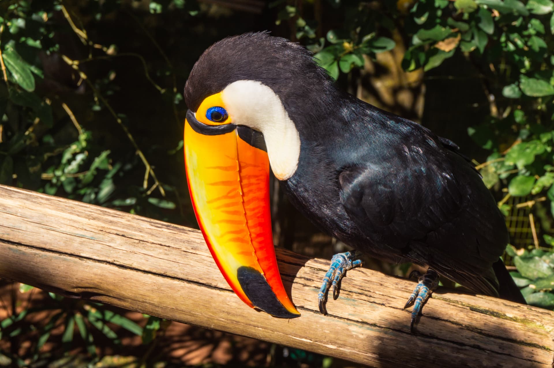 Park Ptaków, Brazylia, Wodospady Iguazu