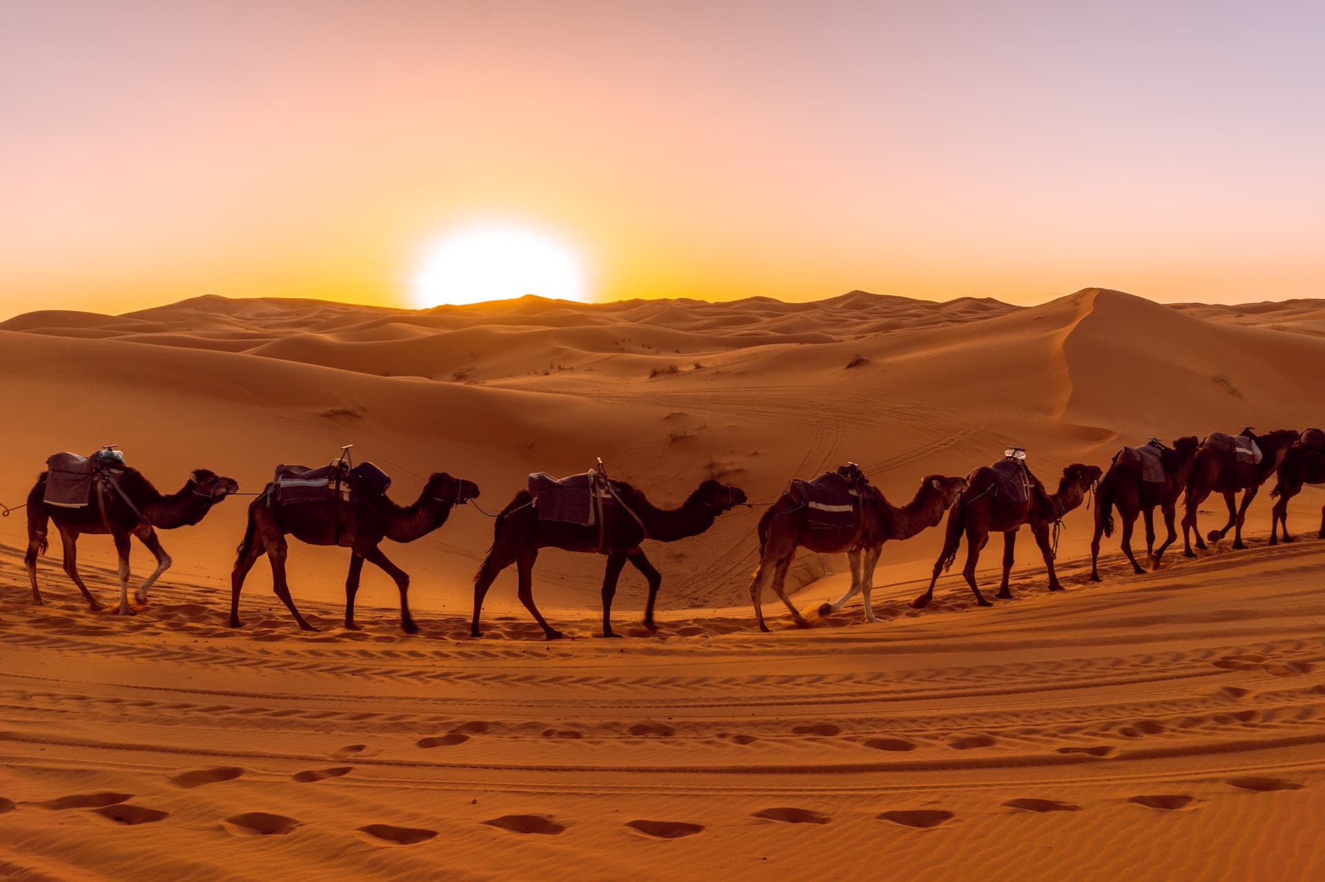 Wielbłądy na pustyni w Maroko | Plan wyjazdu do Maroko