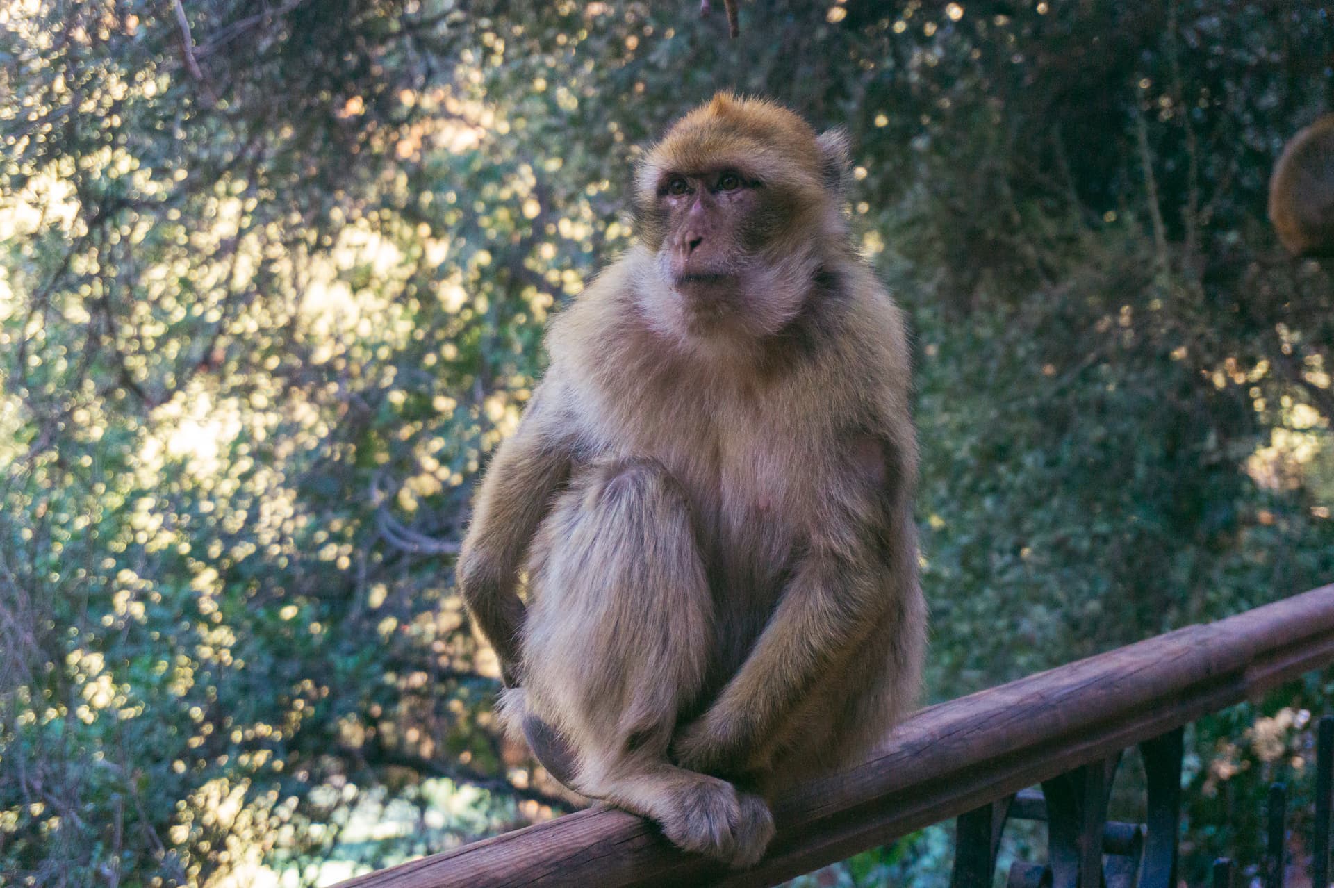 Małpy w Maroko | Plan wyjazdu do Maroko