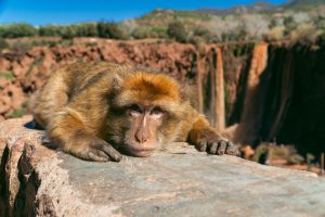 Urocze małpki na tle wodospadów Ouzoud | Plan wyjazdu do Maroko