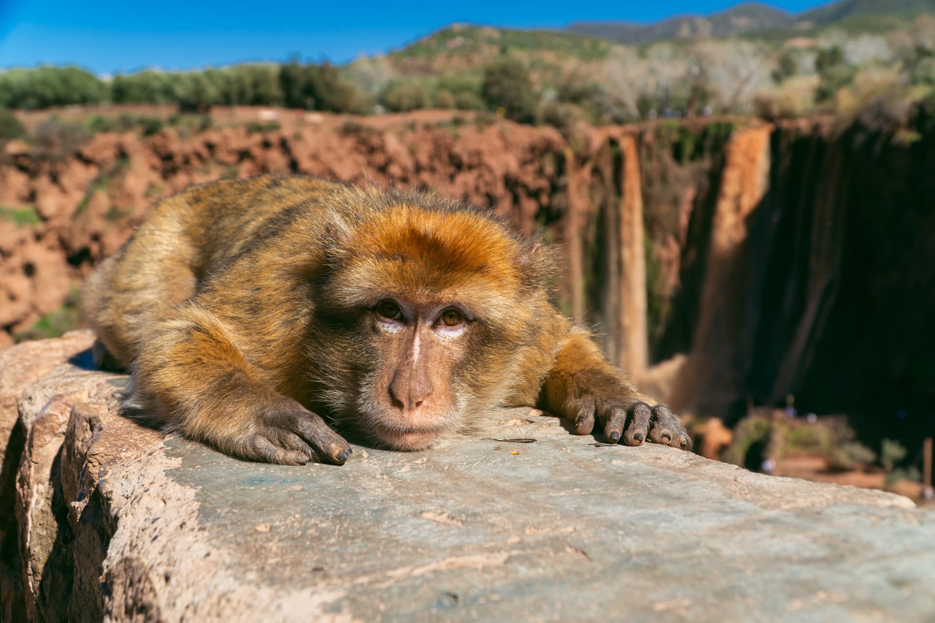 Urocze małpki na tle wodospadów Ouzoud | Plan wyjazdu do Maroko