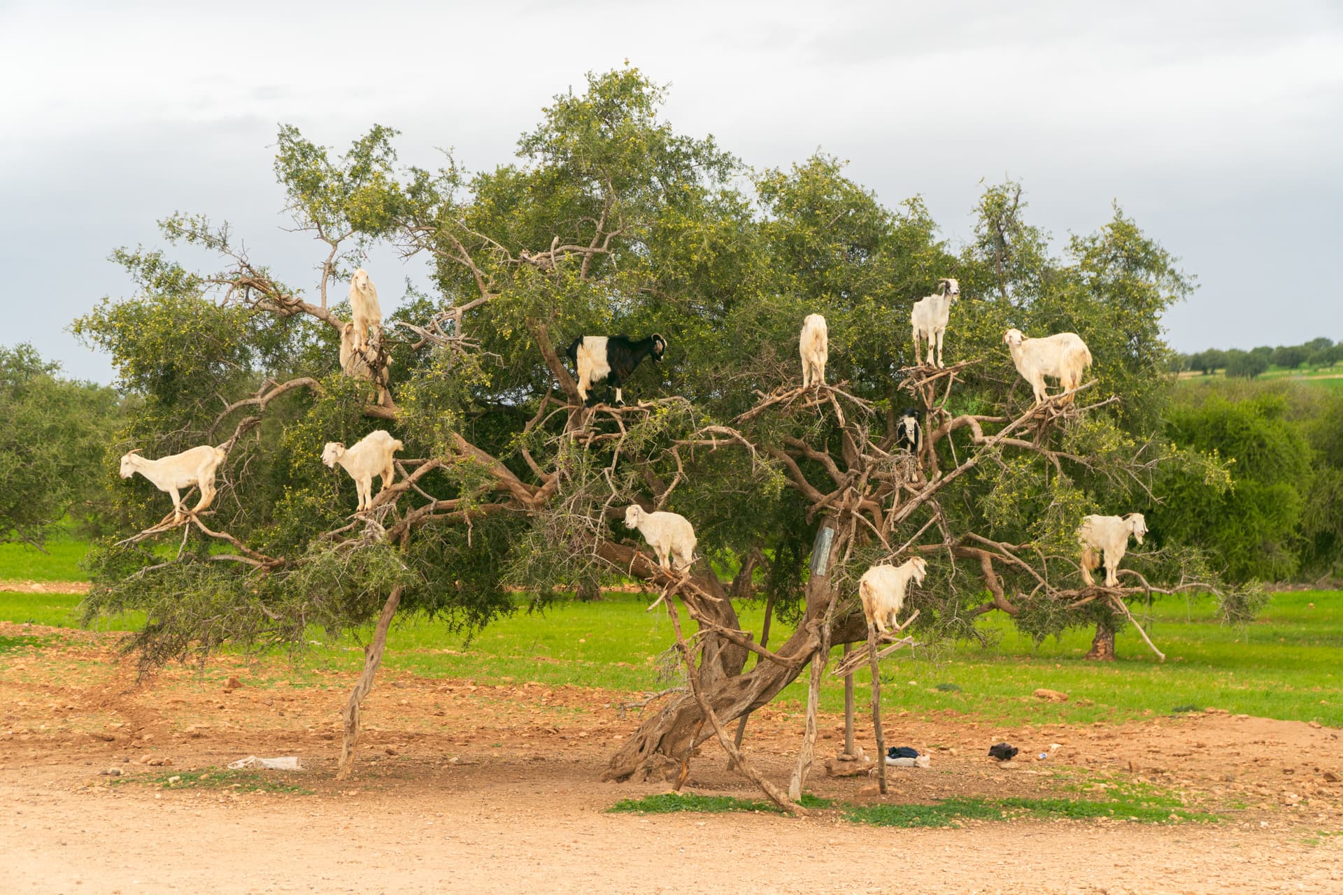 Kozy na drzewie w Maroko | Plan wyjazdu do Maroko