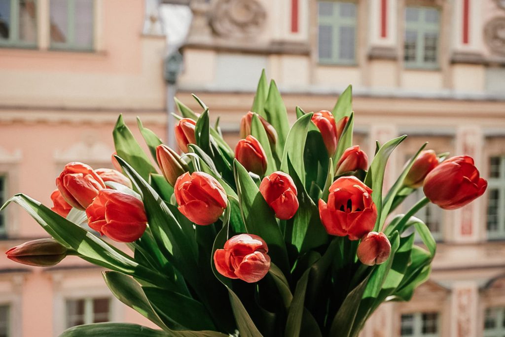 Czerwone tulipany na parapecie