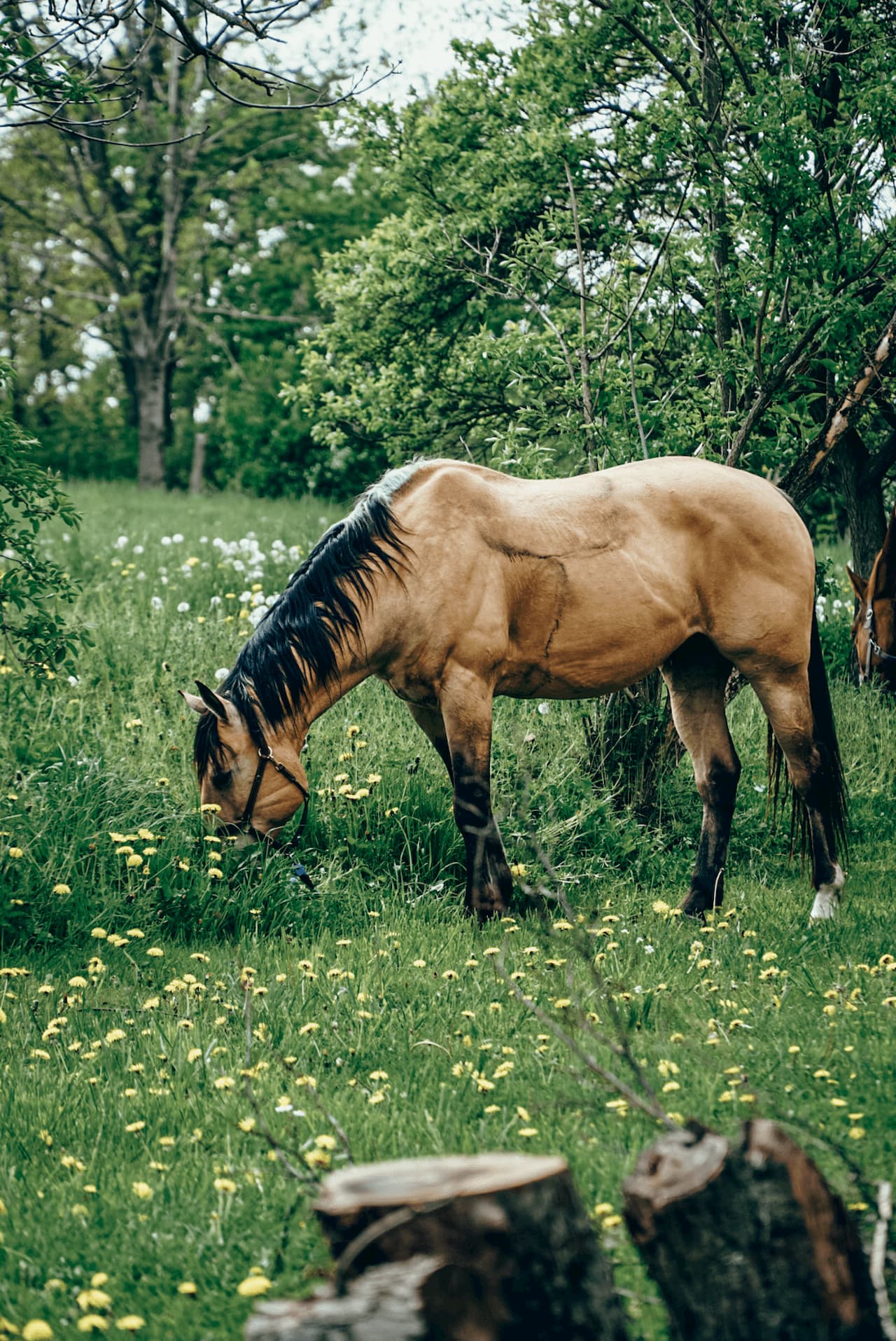 Koń w sadzie w Dobkowie w Villi Greta