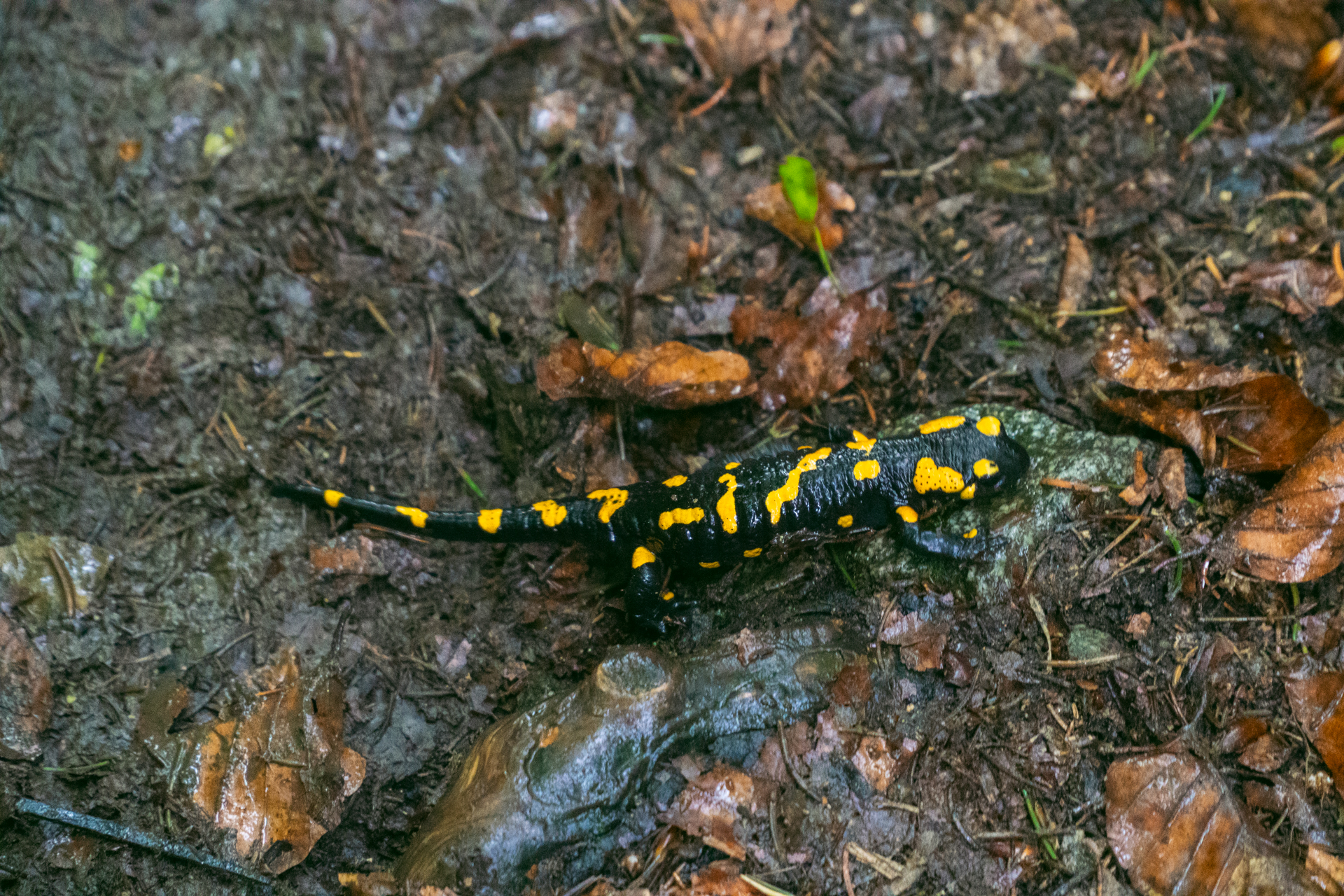 Salamandra plamista w Górach Bardzkich