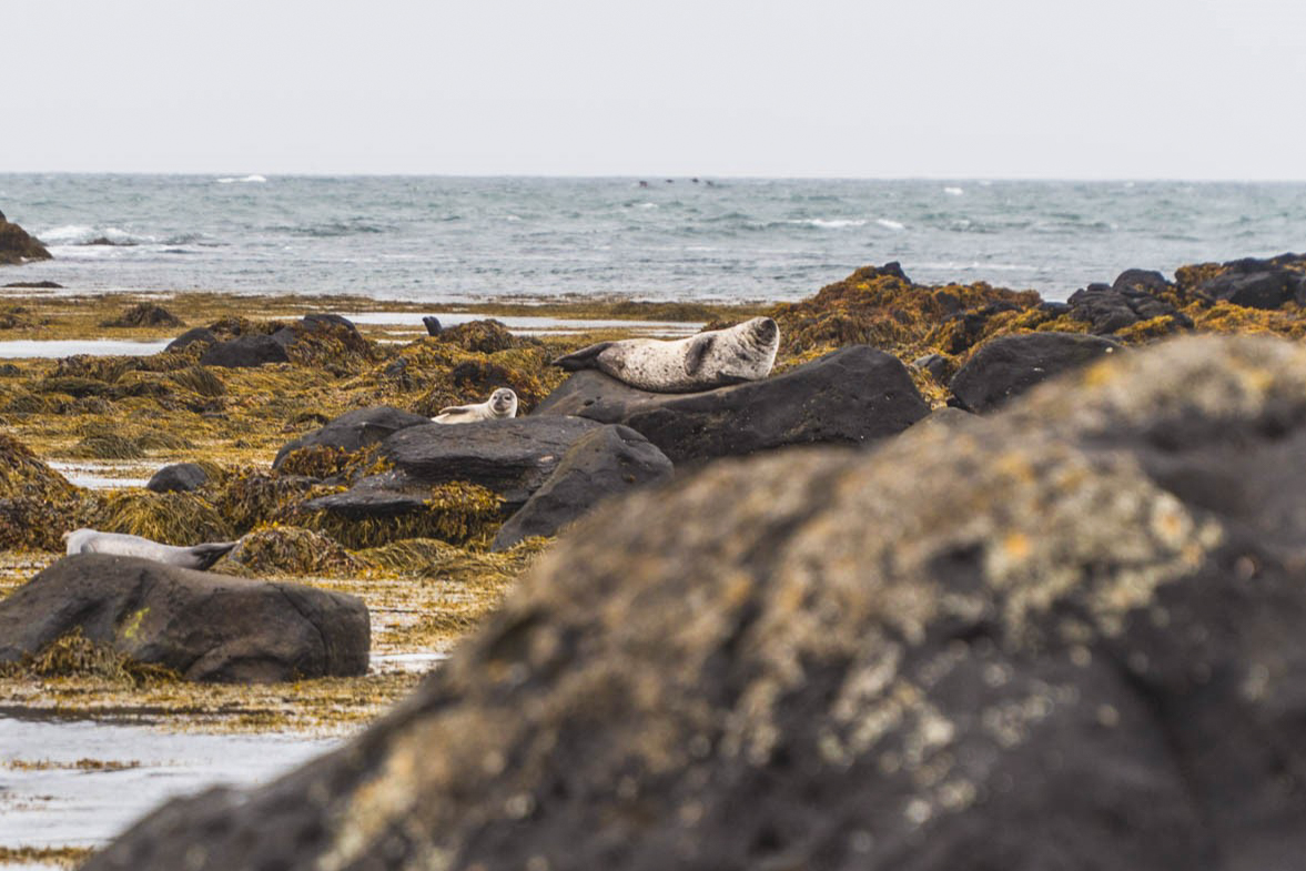 Foki na plaży Ytri Tunga | Atrakcje na Islandii