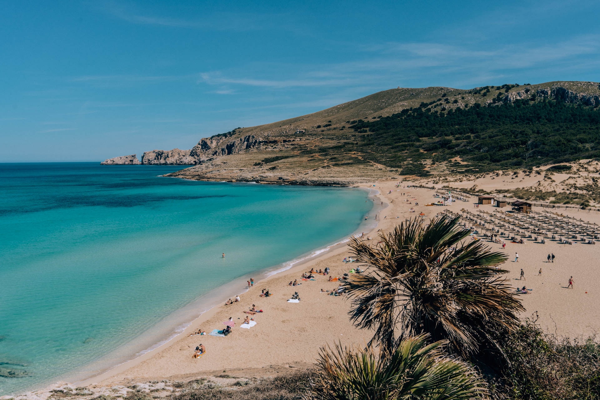 Piaszczysta plaża z palmą Cala Mesquida | Atrakcje na Majorce