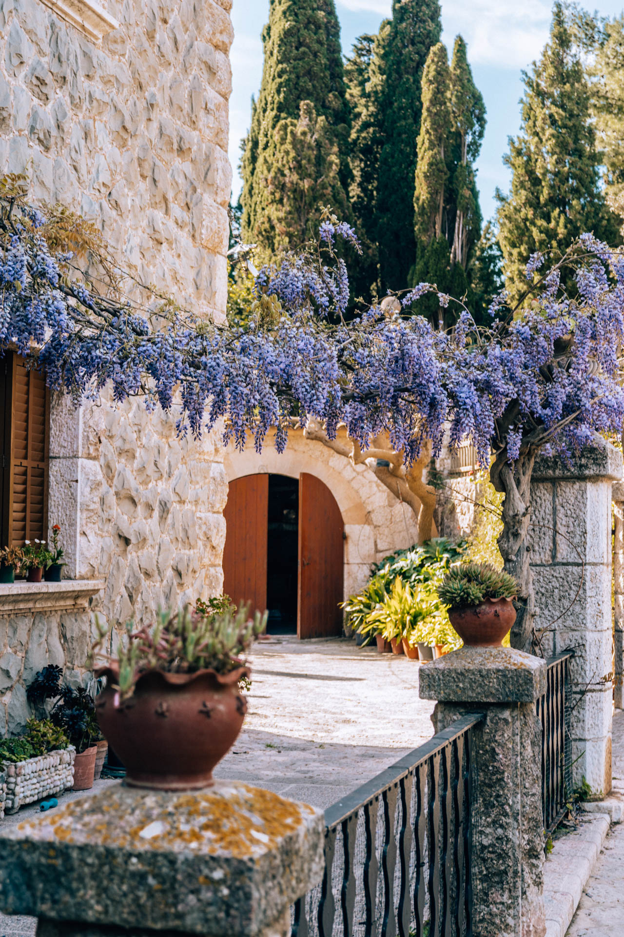 Kwitnáca fioletowa wisteria w Valldemossie | Atrakcje na Majorce