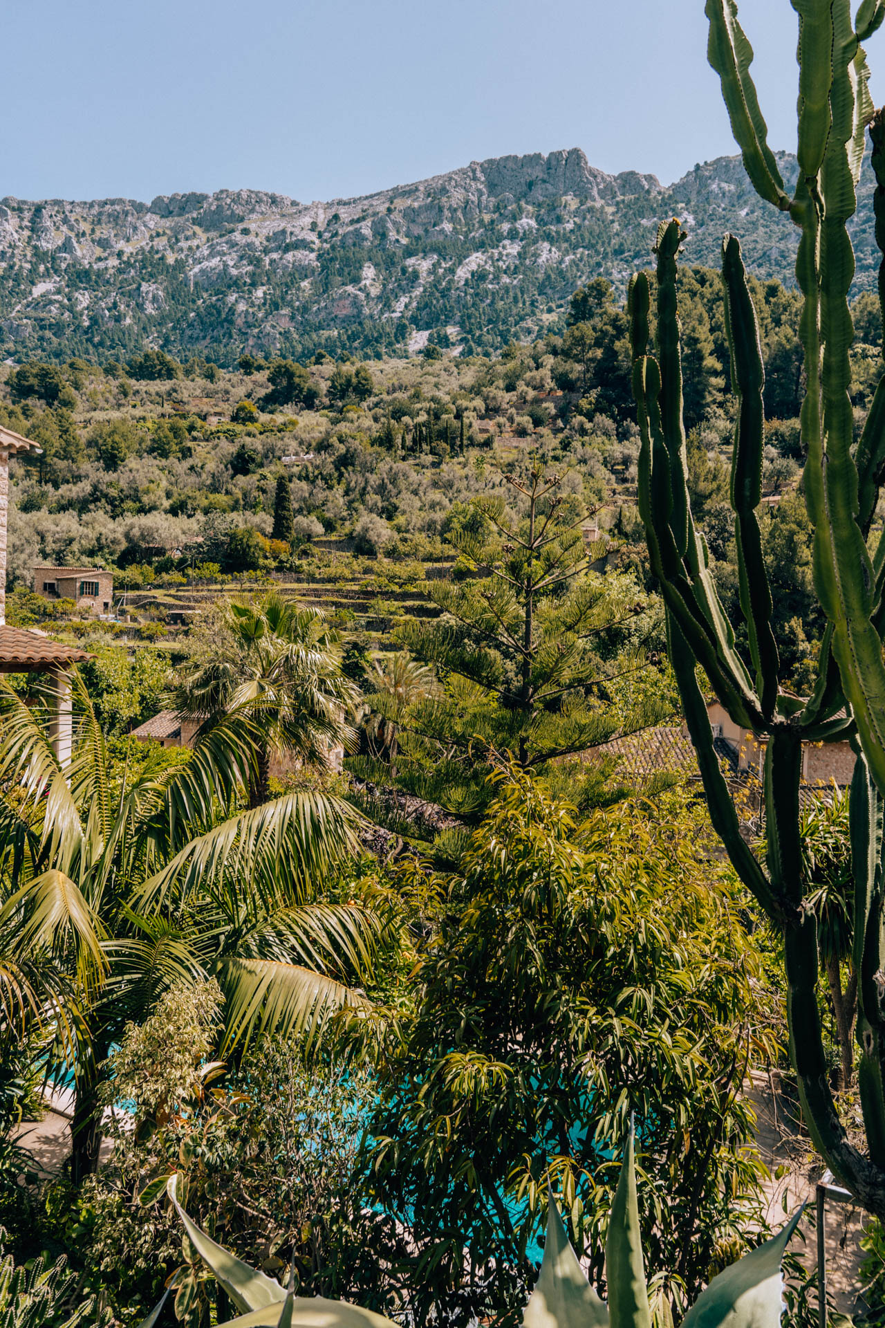 Kaktusy na tle gór w Fornalutx | Atrakcje na Majorce