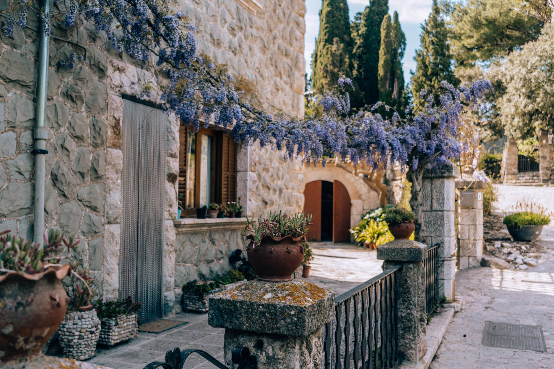 Kwitnąca wisteria na Majorce | Valldemossa