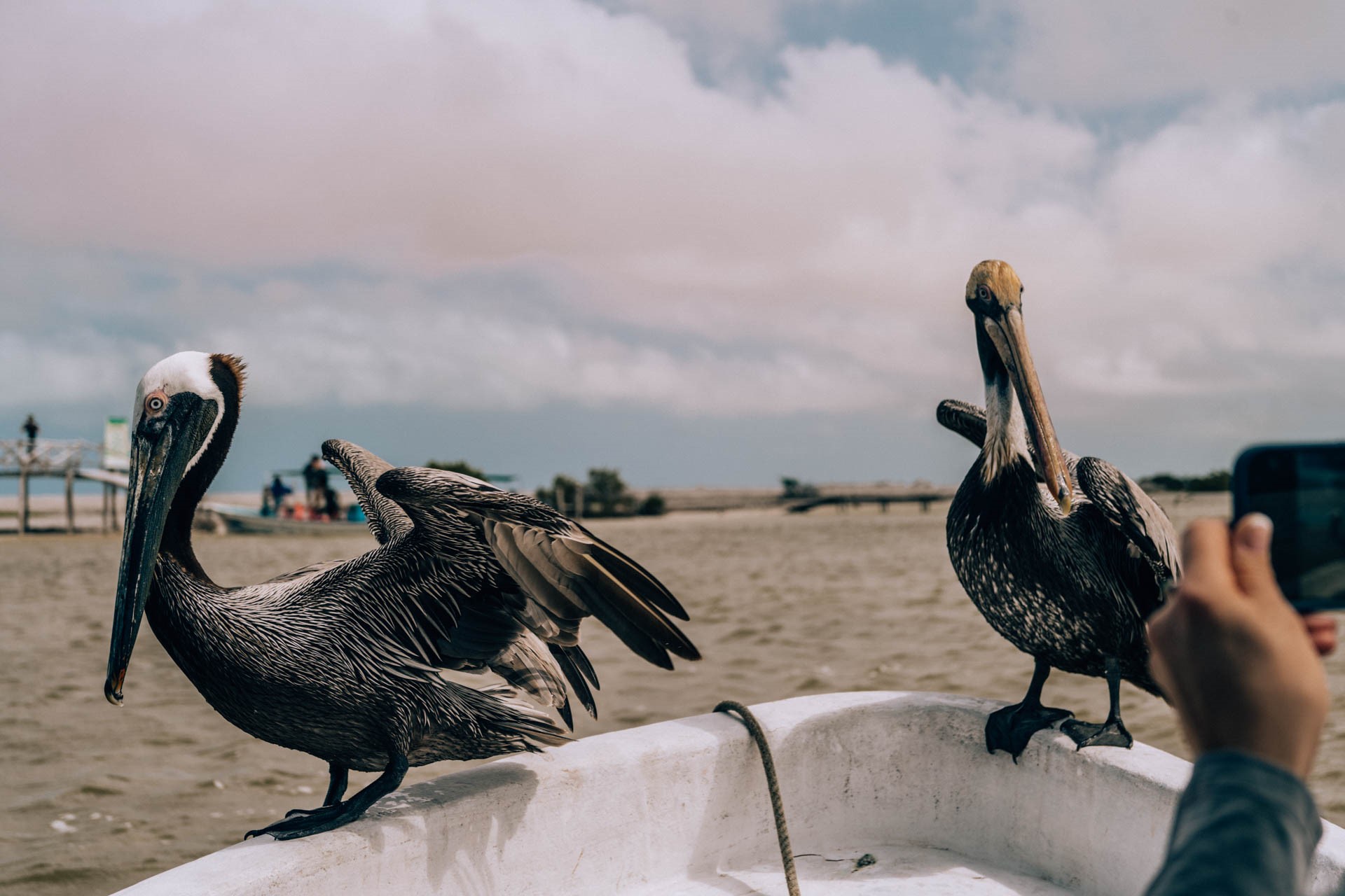 Pelikany | Atrakcje w Meksyku