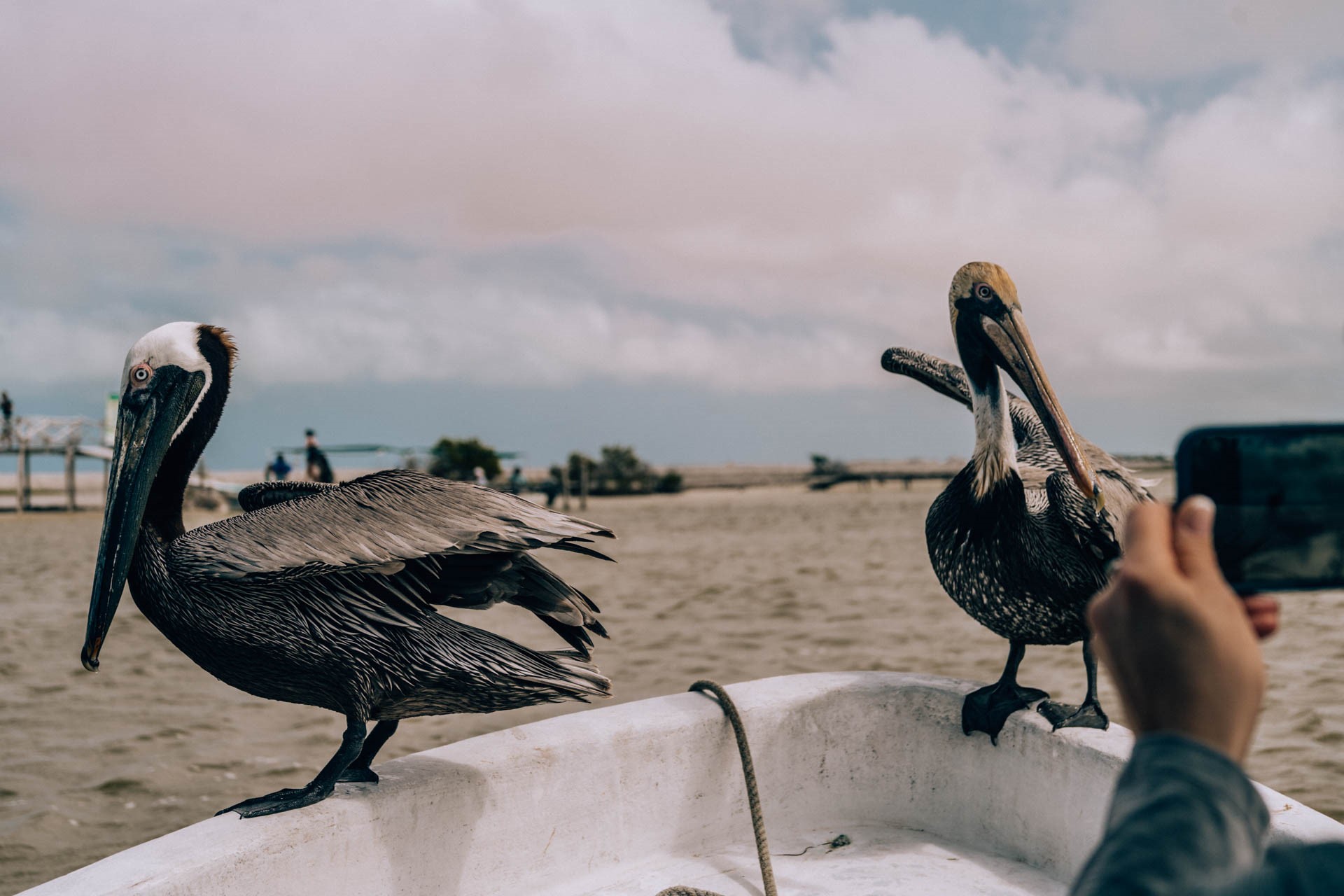 Pelikany  na łódzi podczas rejsu w Rio Lagartos
