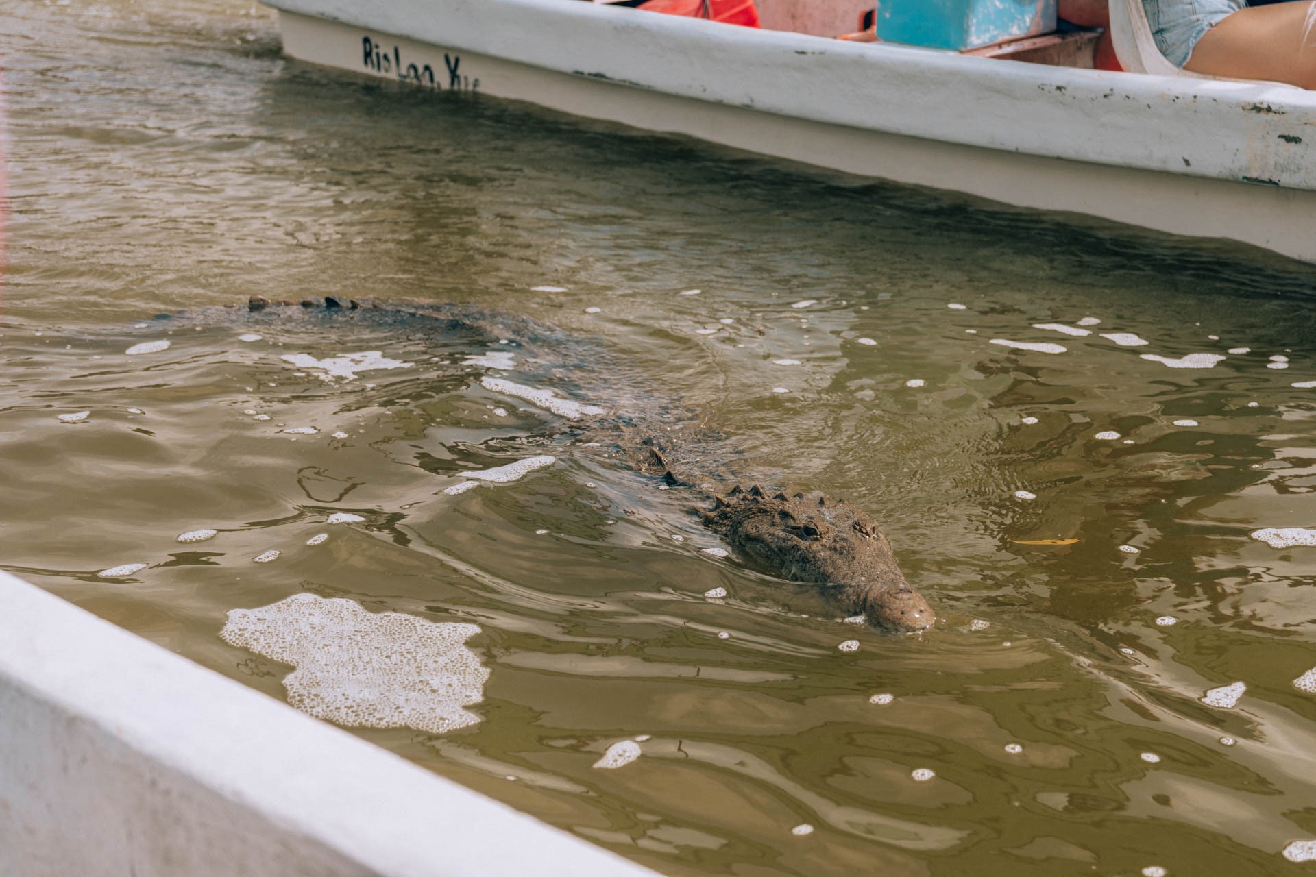 Obserwacja krokodyli w Rio Lagartos
