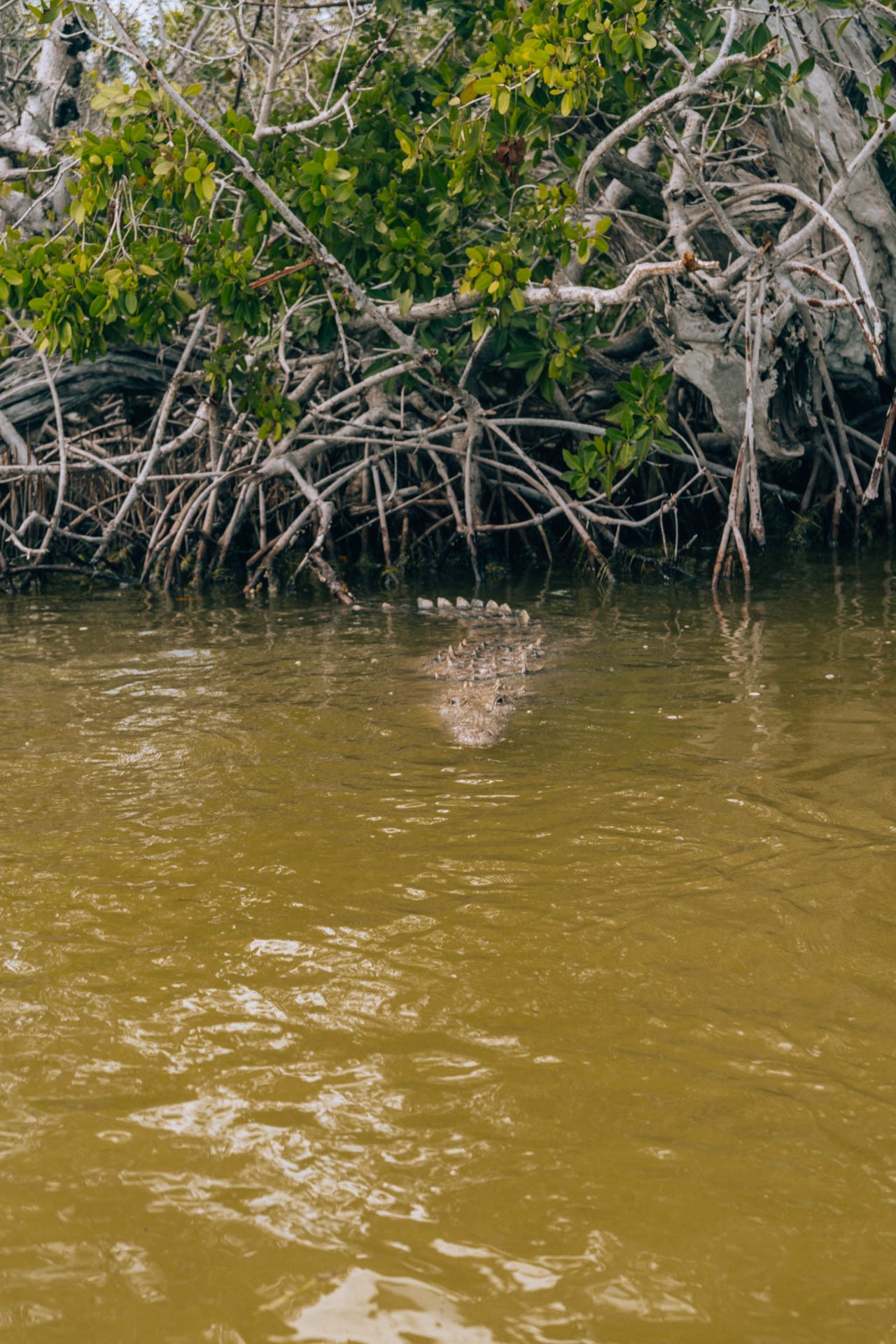 Krokodyl w rezerwacie przyrody Rio Lagartos koło Valladolid