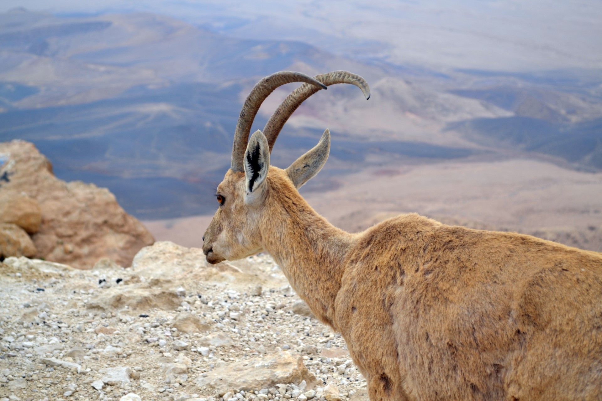 Mitzpe Ramon | Atrakcje w Izraelu