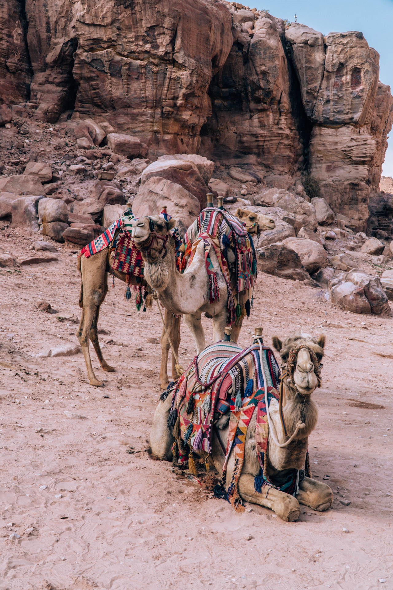 Wielbłądy w Jordanii