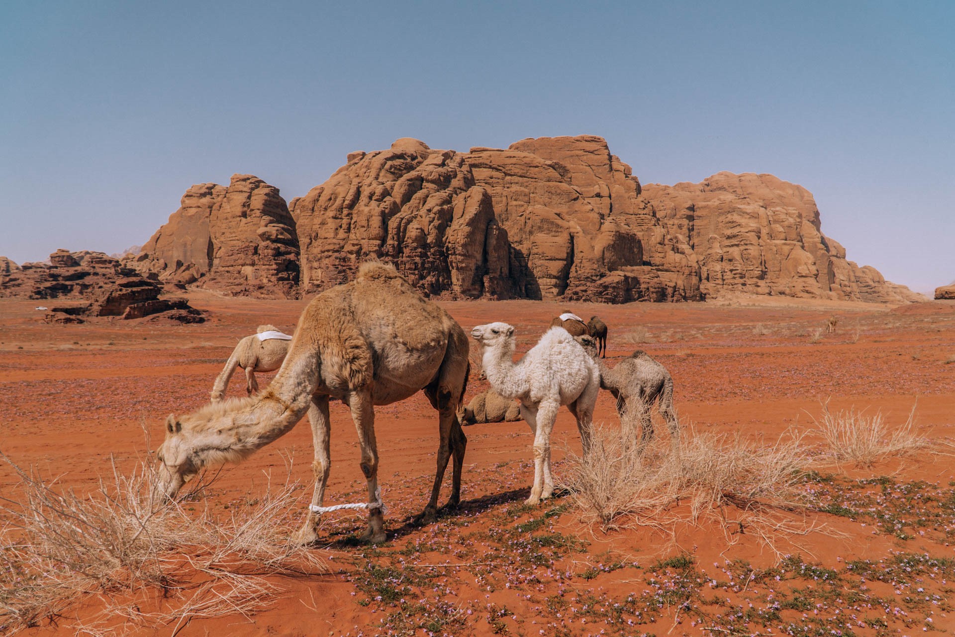 Wielbłądu na pustyni Wadi Rum | Atrakcje w Jordanii